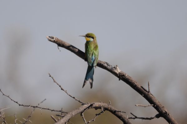 Guepier European bee eater Merops apiaster